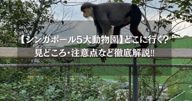 【シンガポール5大動物園】どこに行く？見どころ・注意点など徹底解説‼