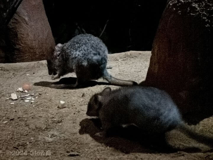 ナイトサファリの動物