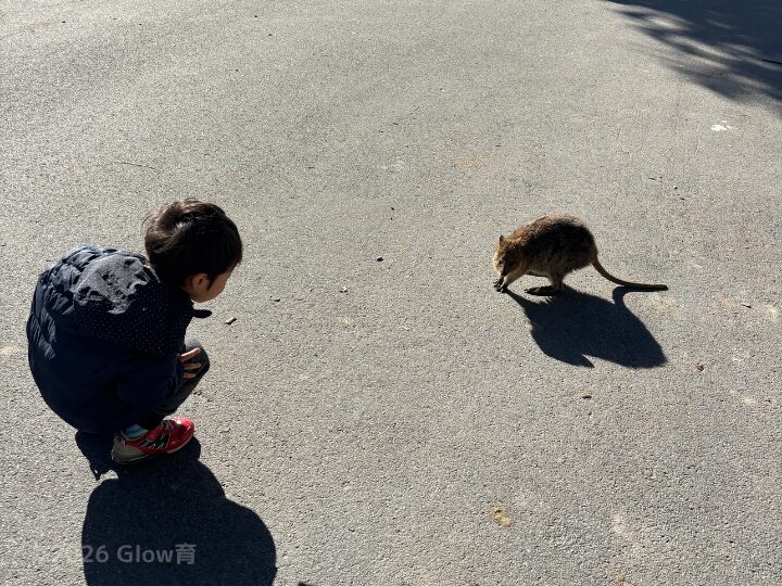 パースでクオッカを見つけた男の子